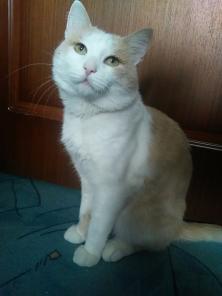 Котик Жора