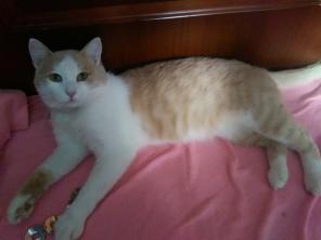 Котик Жора