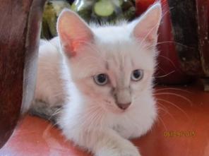 Котята в дар в надежные и добрые руки