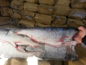 Рыба: Кижуч и Кета оптом.