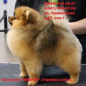 Стрижка и тримминг собак в ЮЗАО. Зоосалон "Бишон".