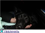 Срочно отдам в дар щенка