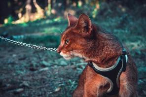 котята Чаузи