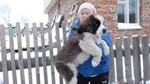 Щенки сенбернара