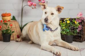 Снежа- ласковая девочка ищет дом!