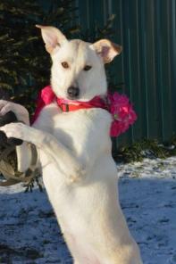 Снежа- ласковая девочка ищет дом!