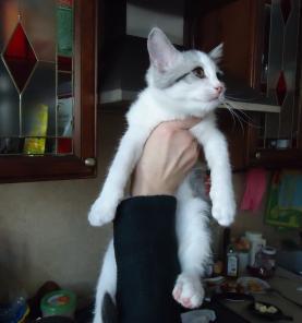 Милый котенок в добрые руки