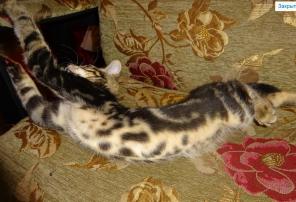 Сококи элитные котята