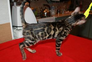 Бенгальские котята