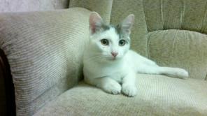 Котенок нежный и ласковый в добрые руки!