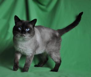Тайский котик ищет себе родной дом!