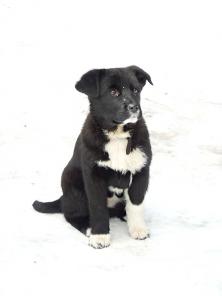 Валли здесь! Очаровательный щенок в дар!