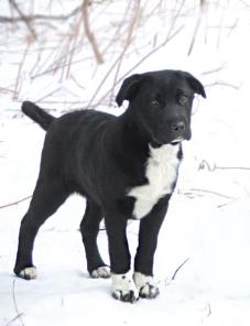 Валли здесь! Очаровательный щенок в дар!