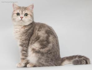 Продается британский котик из питомника Mormot