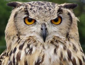 ������� ������, �����������, ��.