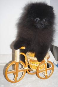 Померанский шпиц черного окраса