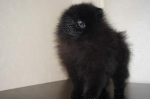 Померанский шпиц черного окраса