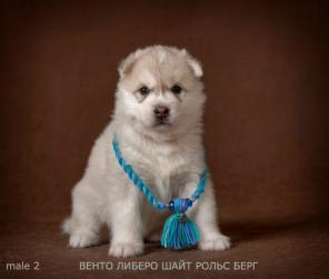 Породные щенки знаменитого питомника РКФ