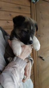 Барон, Граф и Умка готовы дружить и защищать