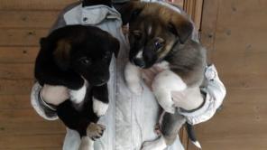 Барон, Граф и Умка готовы дружить и защищать