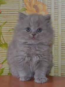Клубные шотландские котята. 2 мес.