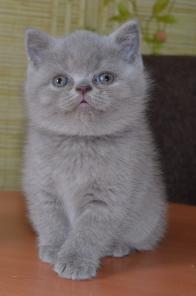 Клубные шотландские котята. 2 мес.