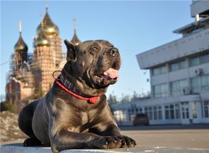 Кане корсо Зара ищет любящую семью.