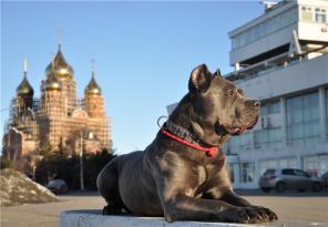 Кане корсо Зара ищет любящую семью.