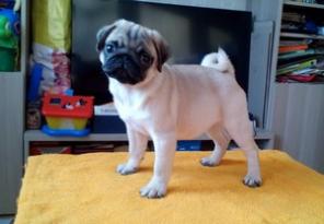 щенки мопса