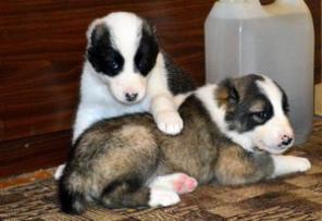 Алабая щенки