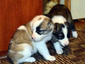 Алабая щенки