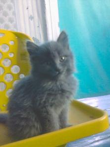 Котенок породы НИБЕЛУНГ