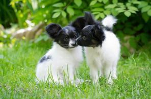 Щенки папийона продажа! papillon puppies for sale!