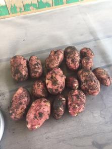 Картофель, свекла, капуста оптом от производителя