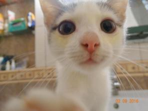 котенок в дар