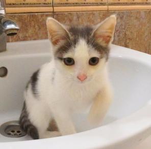 котенок в дар