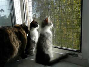 Котят дарю