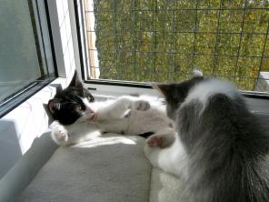 Котят дарю