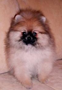 Pomeranians! Ценителям породы!