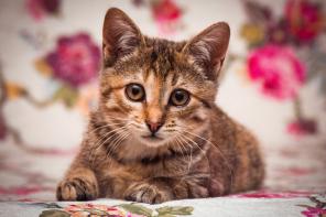 Очаровательный котенок Нюша в добрые руки!