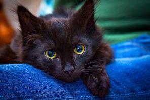 Котенок Марсик, 4 мес. ищет дом!