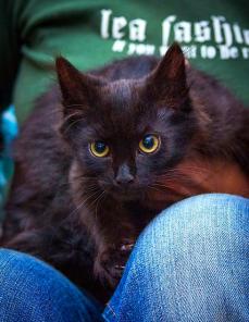 Котенок Марсик, 4 мес. ищет дом!