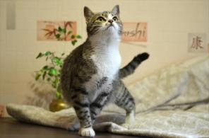Ищет семью кошечка Миринда.