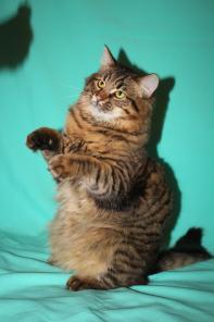 Котенок Бархат Амурский ждет хозяев