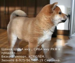 Породные щенки сиба-ину/шиба-ину.Доступные цены.