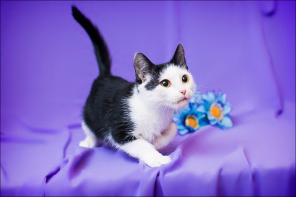 Ласковый котенок Базилио в добрые руки!