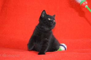 Элитные чистокровные клубные шотландские черные котята.