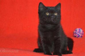 Элитные чистокровные клубные шотландские черные котята.