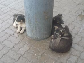 в добрые руки