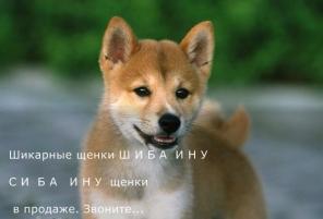 CУПЕР - ШИБА ину ГУД. Цены доступные.